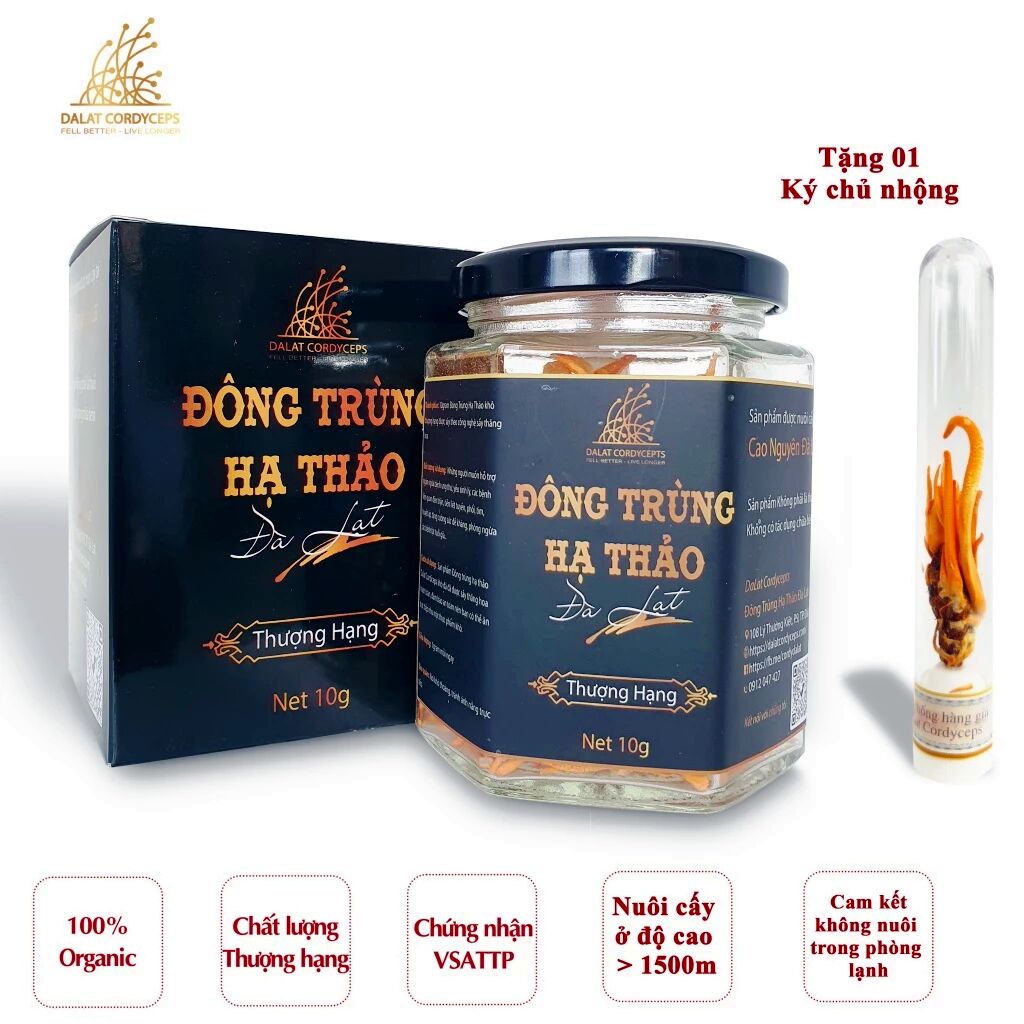 Nấm đông trùng hạ thảo sấy thăng hoa - Nuôi trồng Organic trên cao nguyên